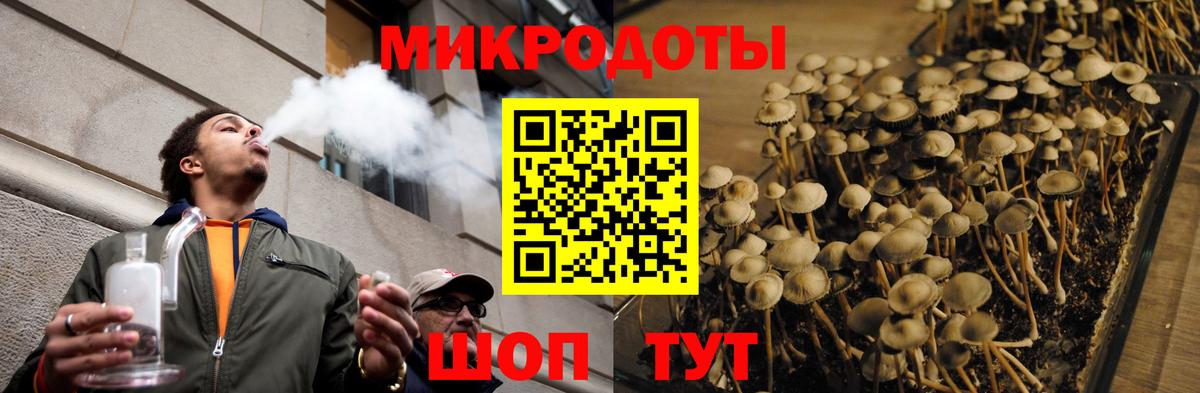 Псилоцибиновые грибы Psilocybe Бахчисарай